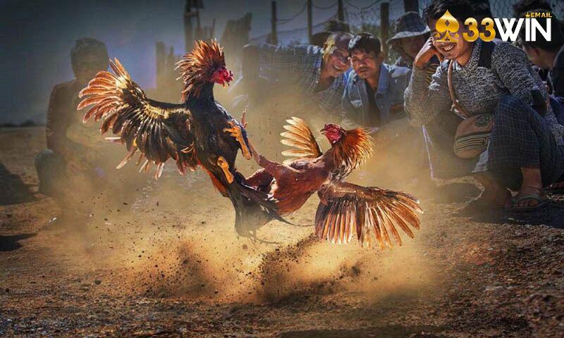 4 lưu ý khi tham gia chơi đá gà cựa sắt