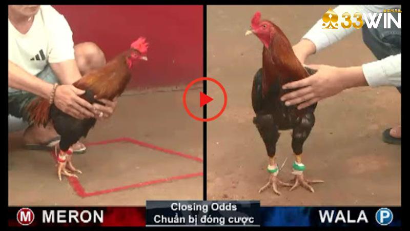Kèo cược Wala mang tỷ lệ thấp nhất trong 3 loại hình cược