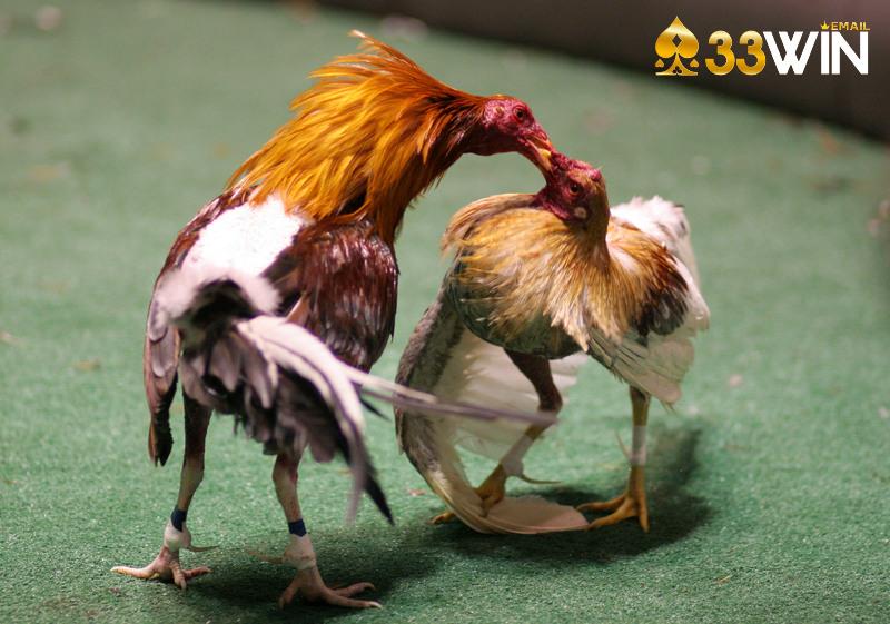 Luật chơi đá gà cựa sắt đơn giản, dễ hiểu