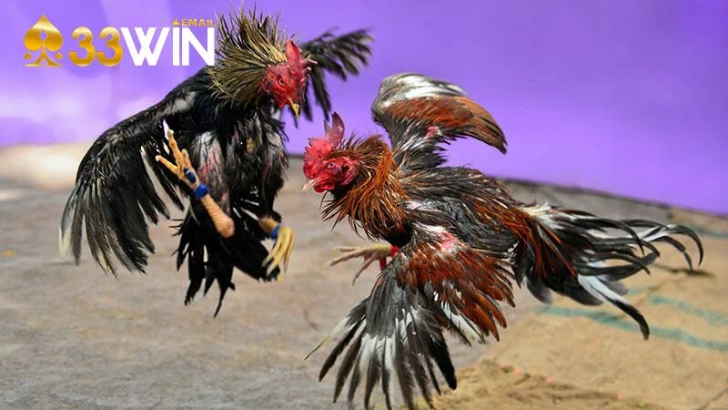 Nắm rõ kinh nghiệm chọi gà mang lại chiến thắng dễ dàng