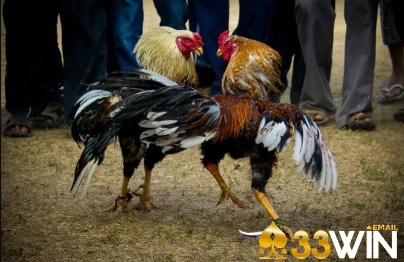 Các cửa cược có tại đá gà của nhà cái 33Win