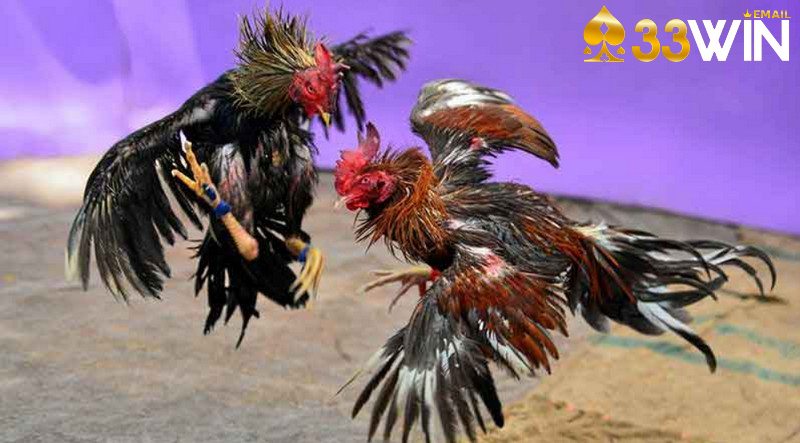 Chọi gà diễn ra căng thẳng, kịch tính vô cùng thu hút