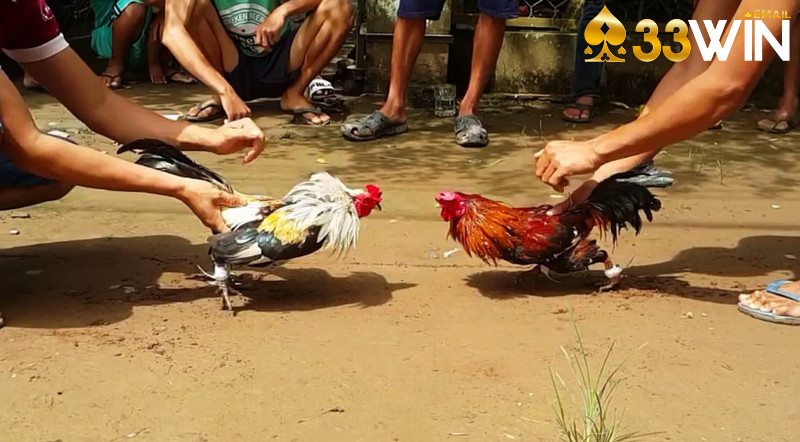 Quy trình chuẩn bị và kiểm tra gà trước thi đấu