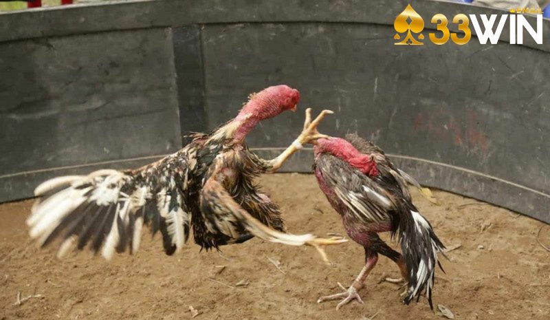 Tình huống xác định kết quả cuối cùng của trận chọi gà